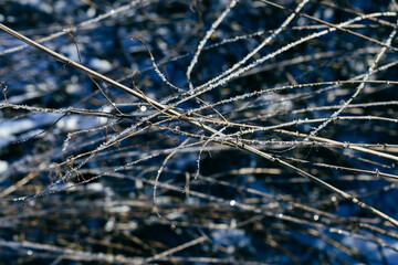 The branches are in the hoarfrost. Winter Garden. Winter cold