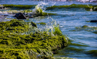 Stones covered with algae on the sandy beach of the sea in the bright sun and small waves