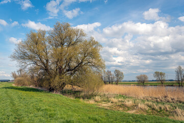 Fototapeta na wymiar Characteristic willow tree gets new leaves in the spring season. The photo was taken in a Dutch polder. High voltage lines and pylons are just visible in the background.