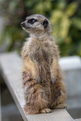 Cute animal meerkat. He is standing with hind feet. Whole body.