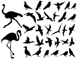 birds set silhouette ,on white background, vector