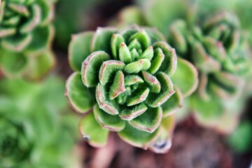 closeup of a plant, photo as a background , australian german shepard sheperd dog
