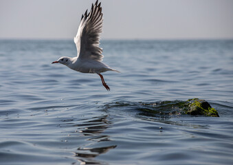 Seagull standing on vibrant green mossy rocks by the sea
