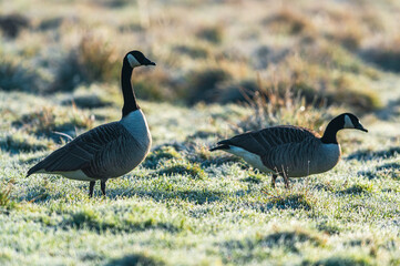 Canada Geese, Canada Goose, Branta Canadensis in environment
