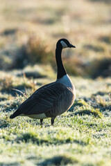 Canada Geese, Canada Goose, Branta Canadensis in environment
