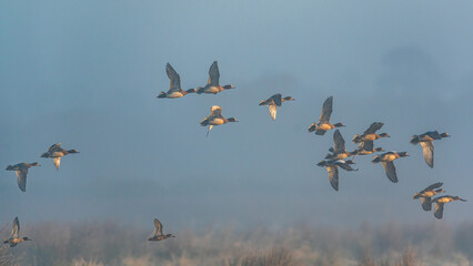 Eurasian Wigeon, Mareca penelope birds in flight in the fog at dawn