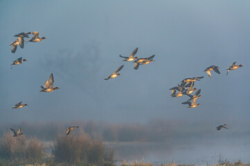 Eurasian Wigeon, Mareca penelope birds in flight in the fog at dawn