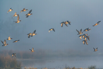 Eurasian Wigeon, Mareca penelope birds in flight in the fog at dawn