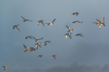 Eurasian Wigeon, Mareca penelope birds in flight in the fog at dawn