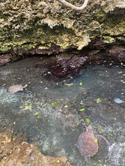 large turtles swim in the water 