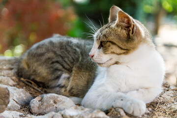 Lazing cat