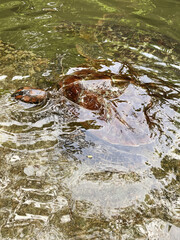 large turtles swim in the water 