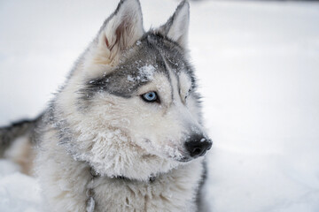 The husky dog looks to the side at the background of a white snow field. Close-up portrait with blue eyes.