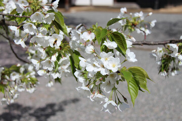 blooming cherry tree (hanami) in matsue (japan) 