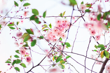 Blooming pink flowers in spring, sakura blossoms. Blurred floral background.