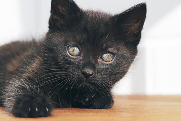 Small black kitten, with spots  Closeup animal background