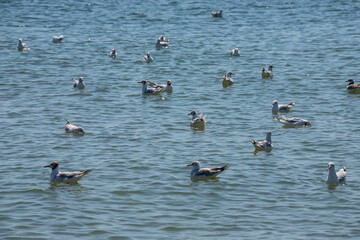 A group of seagulls floating on water Sea. sunny day