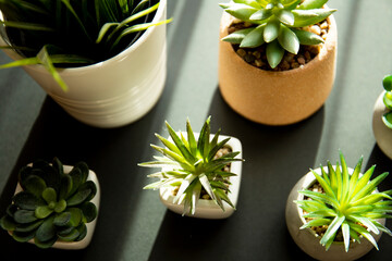 House plants on a black background