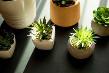 House plants with sunlight