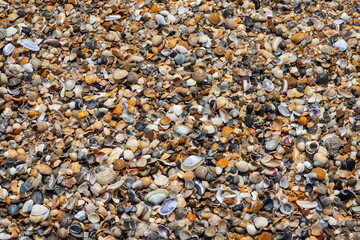Sea shells on sand. Summer beach background. Top view