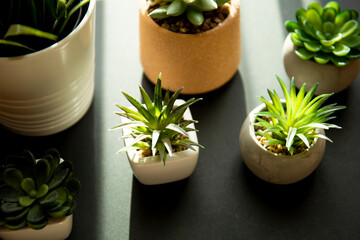 House plants with sunlight