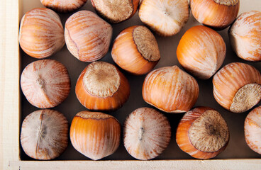 Hazelnut in a shell closeup  Food background