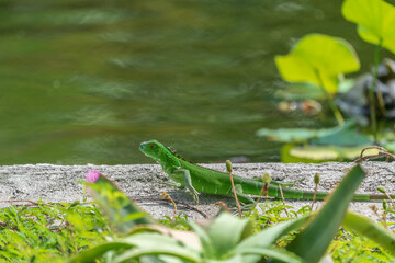 Green iguana