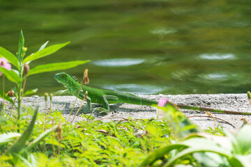 Green iguana