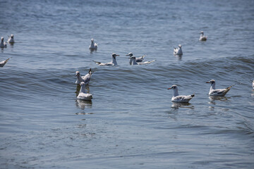 A group of seagulls floating on water Sea. sunny day