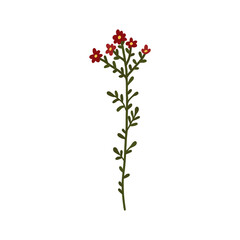 Abstract red wildflower isolated on white background. Wild flower floral botanical plant. Meadow and field herb. Delicate spring flower illustration in hand drawn flat style