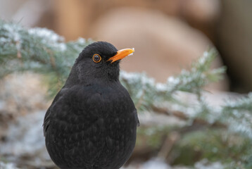 bird, amsel, natur, black, wild lebende tiere, tier, schnabel,