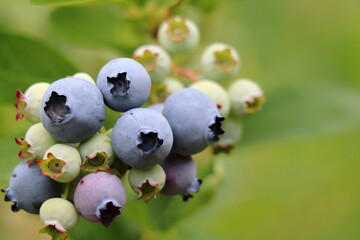 無農薬栽培のブルーベリー