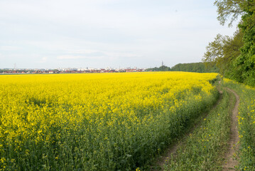 rapeseed field near big city