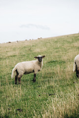 Schaf am Deich