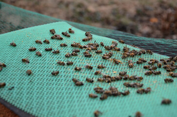 control of mite pest fall from bee brood. according to number of mites, the examination by vet is determined by treatment procedure. dead bees determine quality of hibernation. wax,disturbing 