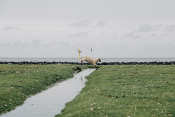 Springendes Schaf am Deich an der Elbe 