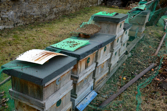 Control Of Mite Pest Fall From Bee Brood. According To Number Of Mites, The Examination By Vet Is Determined By Treatment Procedure. Dead Bees Determine Quality Of Hibernation. Wax,disturbing 