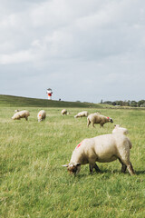 schaf mit leuchtturm im hintergrund