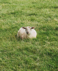 Einsames Schaf am Deich