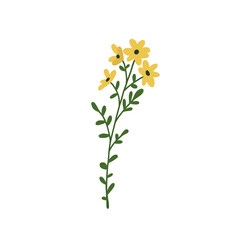 Abstract yellow wildflower isolated on white background. Wild flower floral botanical plant. Meadow and field herb. Delicate spring flower illustration in hand drawn flat style