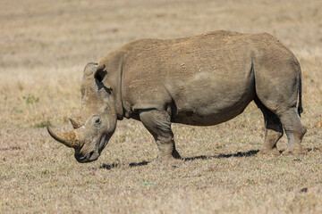 Portrait of a Black Rhino in Kenya's Borana Conservancy