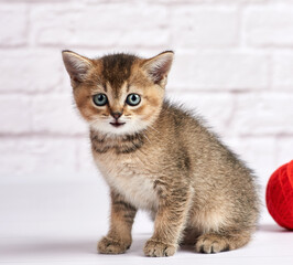 small kitten scottish straight sitting on a white background