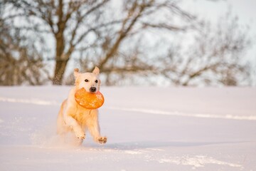 A beautiful young Golden Retriever dog playing with a frisbee