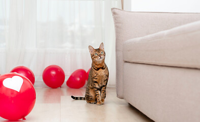 thoroughbred bengal cat sits at home on the floor with red and white balloons. Valentine's day concept