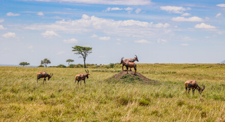 Naklejka na ściany i meble A small group of Topis in Kenya's Maasai Mara