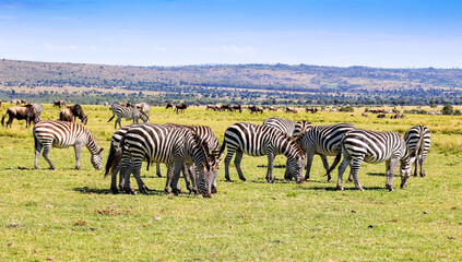 Plains Zebras and Wildebeest during the Migration in Kenya's Maasai Mara