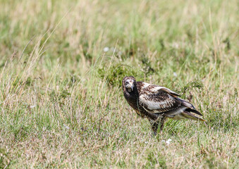 A rarely seen Egyptian Vulture in the Kenya's Maasai Mara