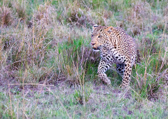 Obraz premium A Leopard makes its way purposefully through the grass in the Maasai Mara