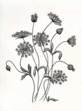 Beautiful flower on a white background. Botanical illustration, dot work.  Black and white drawing of a plant. Didiscus.