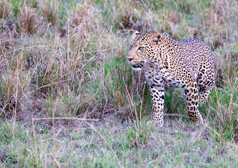 A Leopard makes its way purposefully through the grass in the Maasai Mara